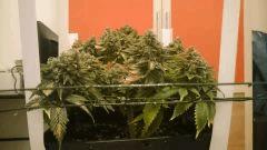 FLO + 95 => OG Kush