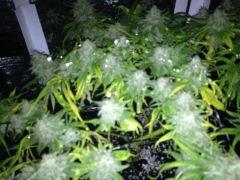 CJ 27/01 FLO+55