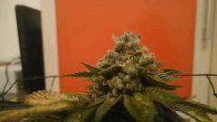 FLO + 95 => OG Kush