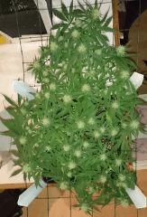 Critical Jack 06/01 FLO +35