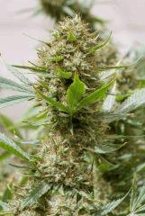 strawberry amnesia