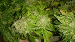 FLO + 95 => OG Kush