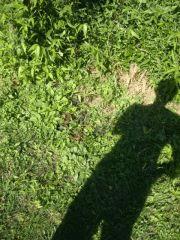 Moi et les boutures