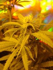 Skunk