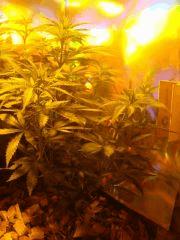 skunk palissage 1