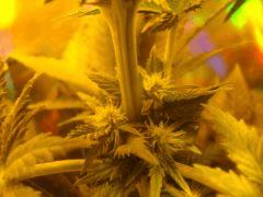 Purplebud