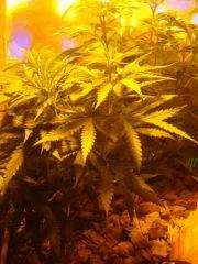 skunk palissage 2