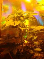 purplebud en one bud