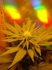 PurpleBud