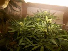IMG 20151103 140738