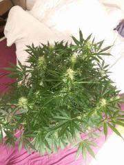 IMG 20151110 150734[1]