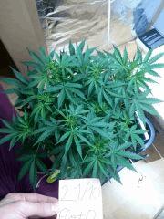 IMG 20151022 003310
