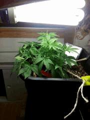 IMG 20151014 225216