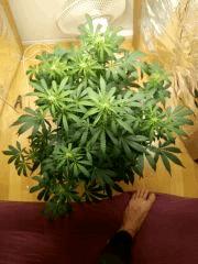 IMG 20151030 194623