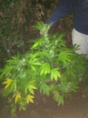 boutz pure Ak Et blue Headband