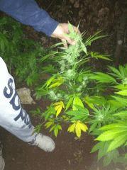 boutz pure Ak