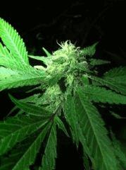 Bud zoom blueberry Headband