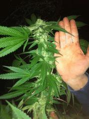 Bud blueberry Headband