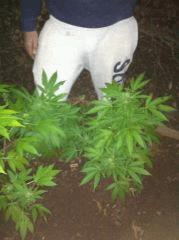 boutz sour blueberry