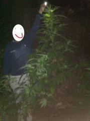 Plant inconnu
