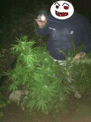 sour blueberry HSO