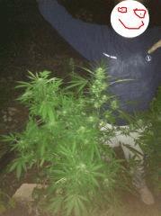 unknow Et sour blueberry