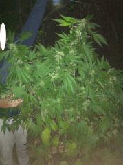 blueberry headband