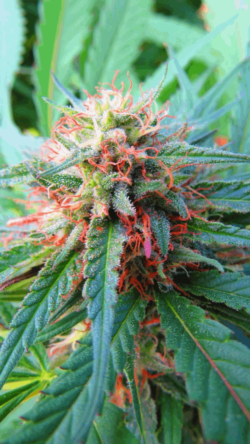 Haze Rock