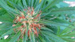 Haze Rock