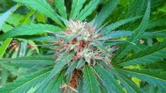 Haze Rock