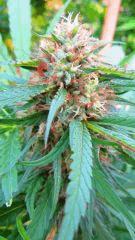 Haze Rock