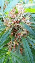 Haze Rock