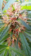 Haze Rock