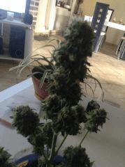 Bouture