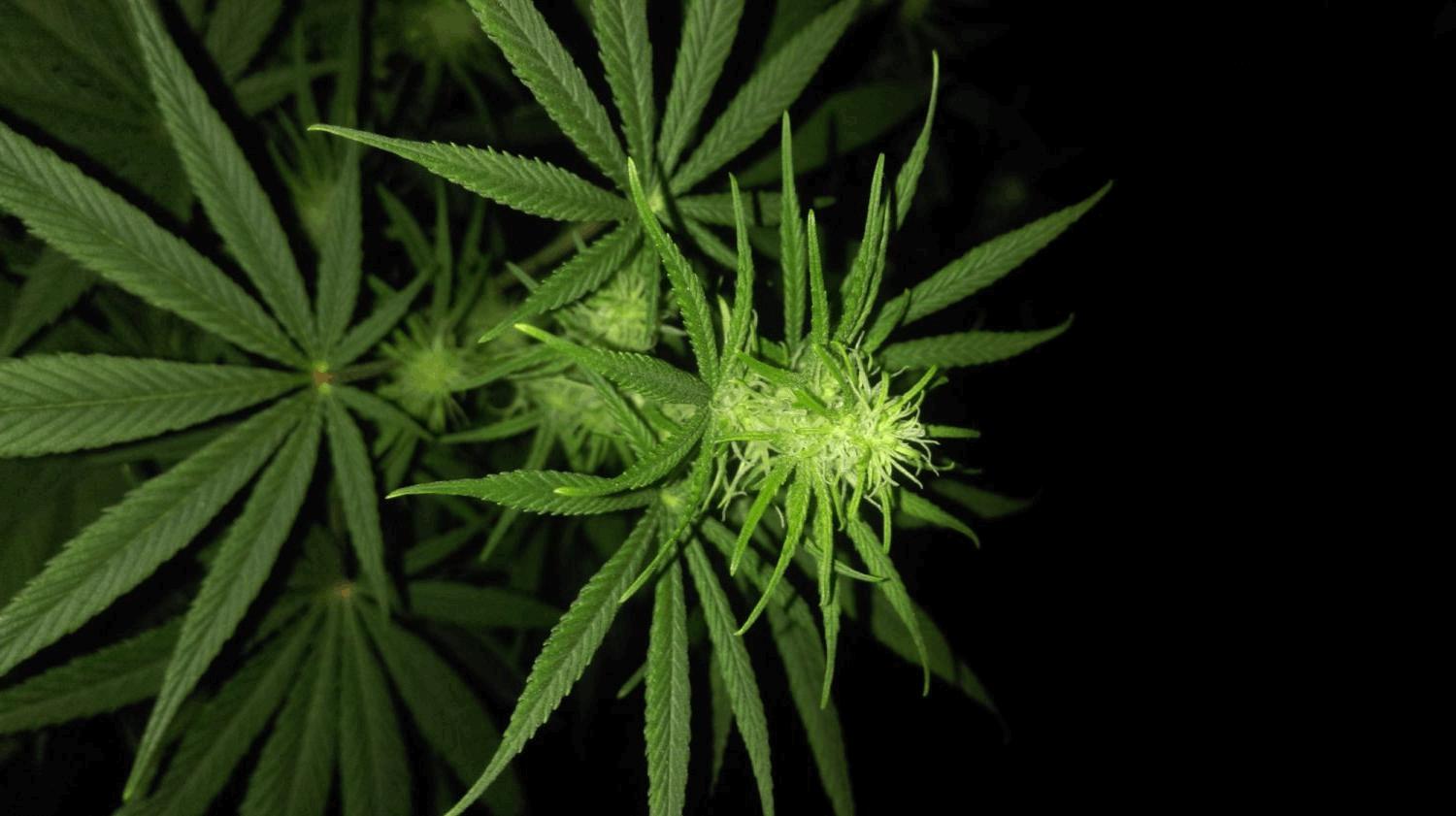 Floraison sous 400hps 2ieme culture