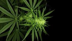 Floraison sous 400hps 2ieme culture