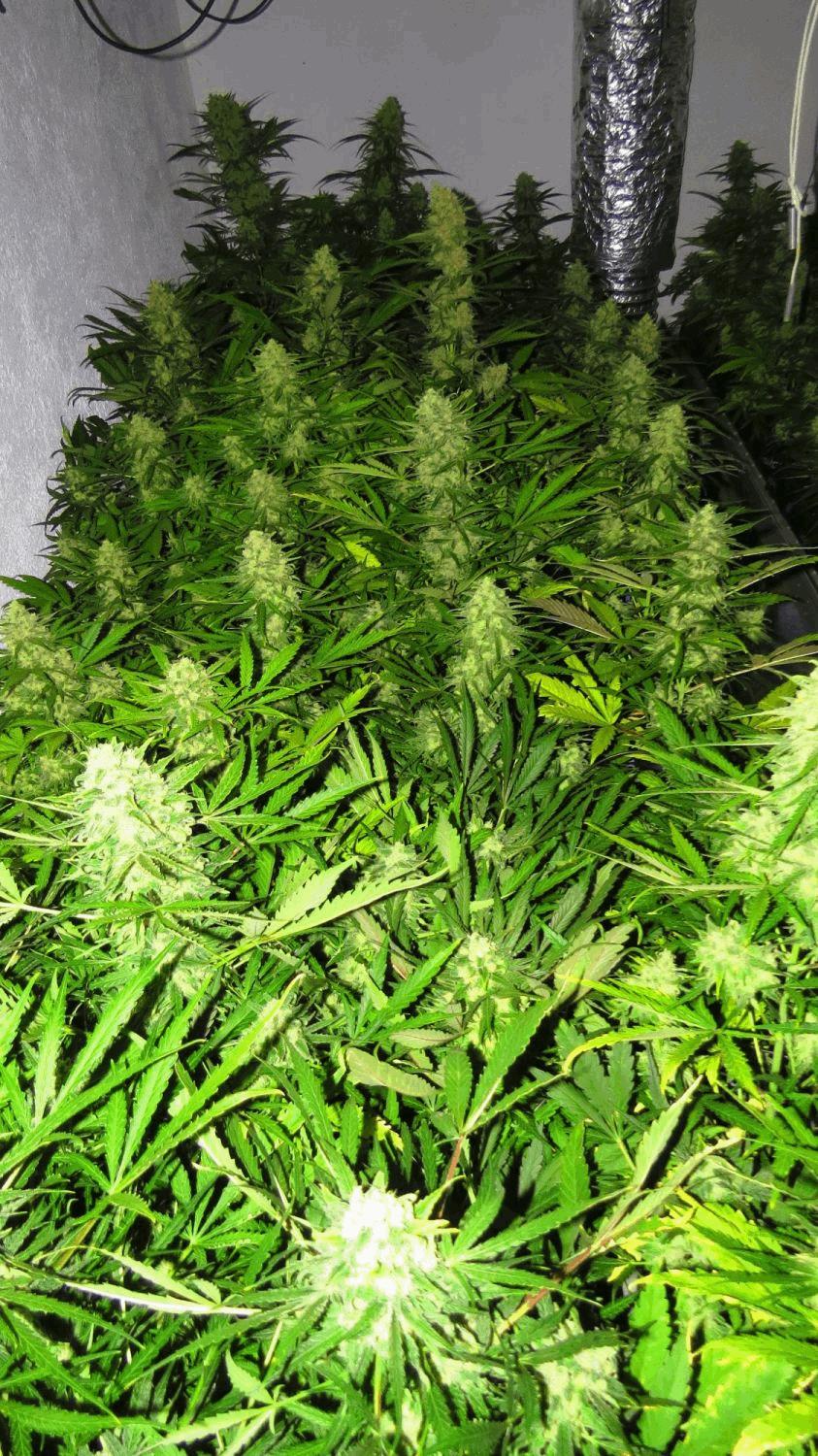 Medical Bud 