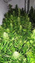 medical Bud