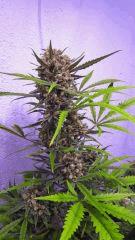 Medical Bud