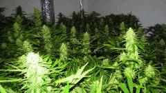 Medical Bud
