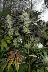 S7 F41