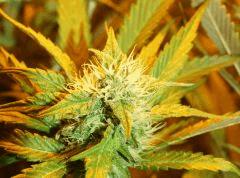 S7 Pheno12 F33