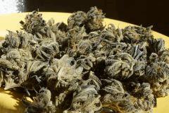 S7 F65 pheno indica