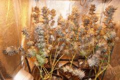 S7 F65 Cut