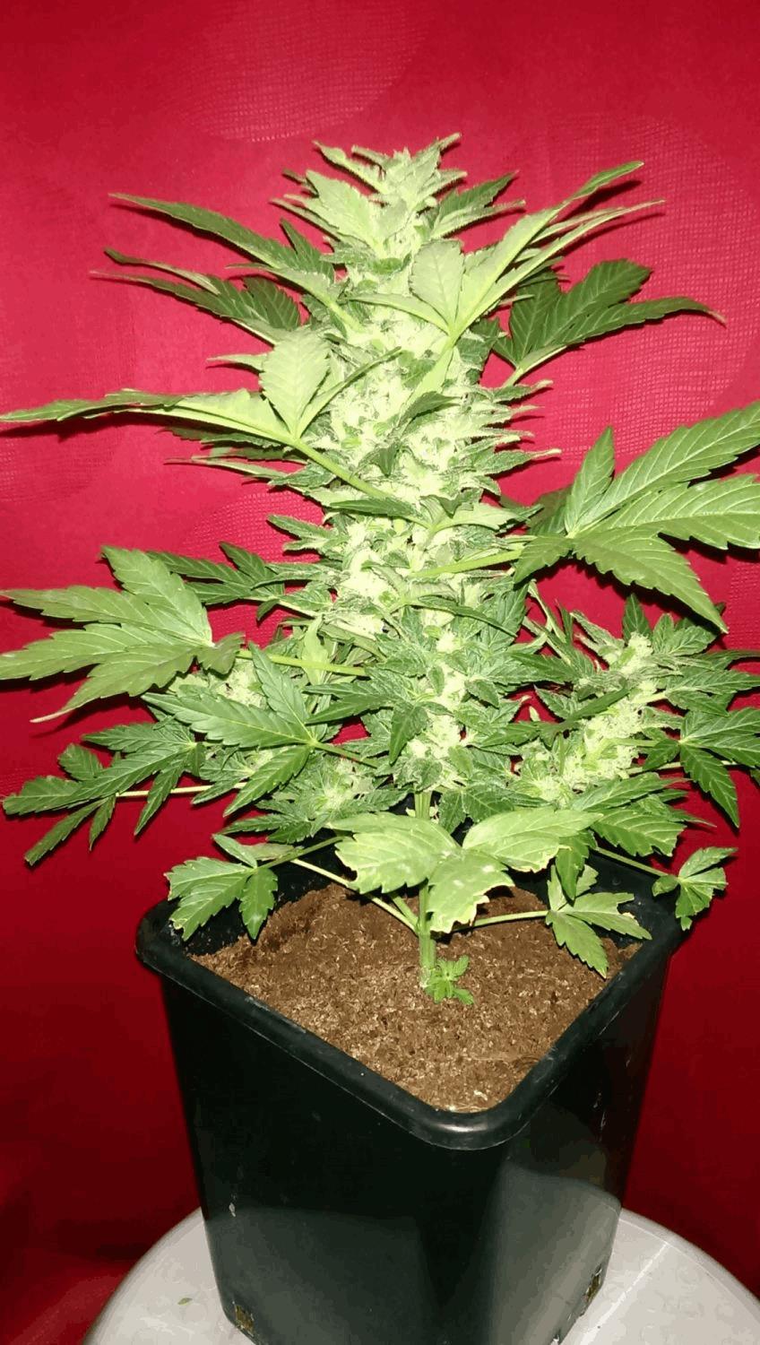 Speed Haze Auto sur le balcon