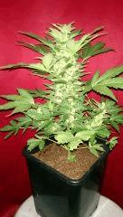 Speed Haze Auto sur le balcon