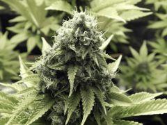 Paradise Seeds Opium détails (4)