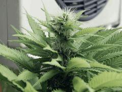 Paradise Seeds Opium (3)