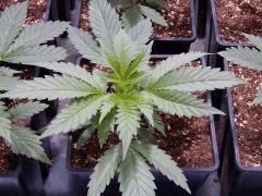 Opium Paradise seeds (8)