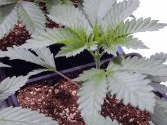 Opium Paradise Seeds R (5)